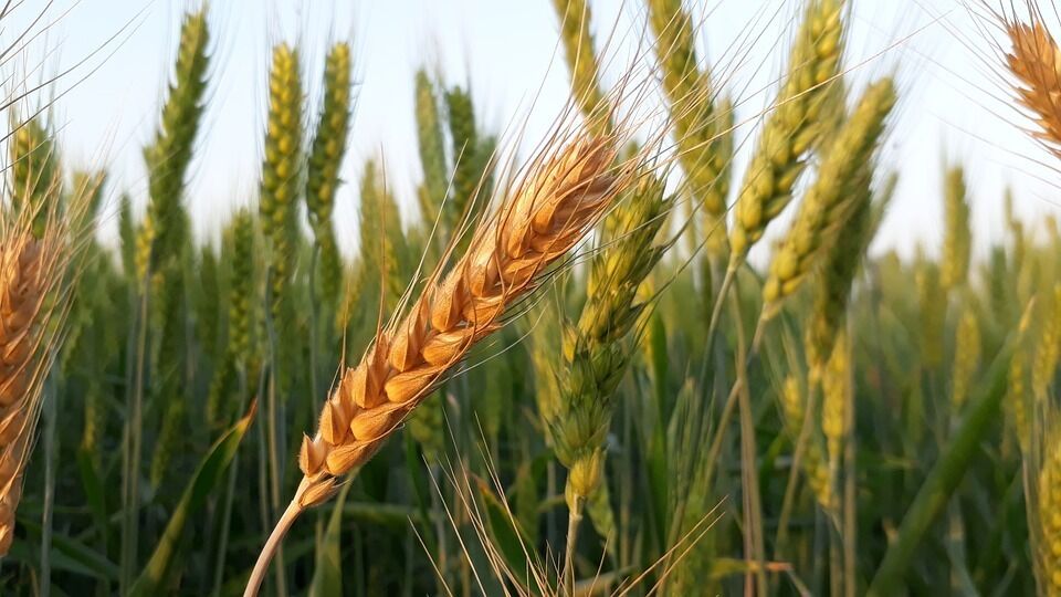 Mesa Sectorial Agraria de los Cereales