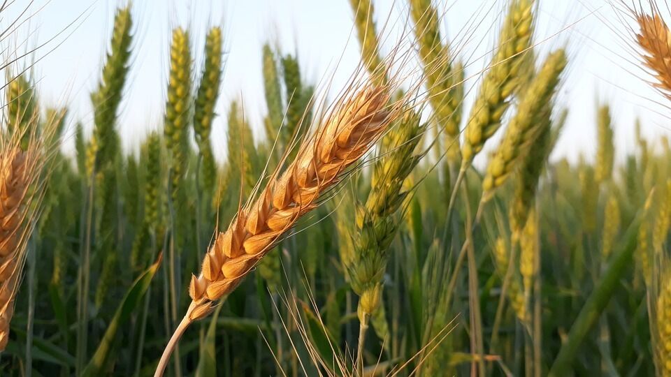 Imatge pels mitjans: Taula Sectorial Agrària dels Cereals