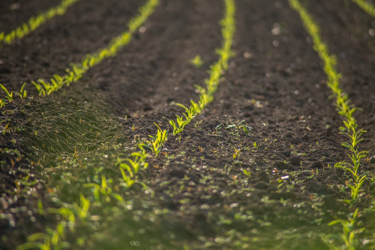 Imatge pels mitjans: Consulta pública prèvia sobre la revisió de les designacions de zones vulnerables a la contaminació per nitrats procedents de fonts agràries