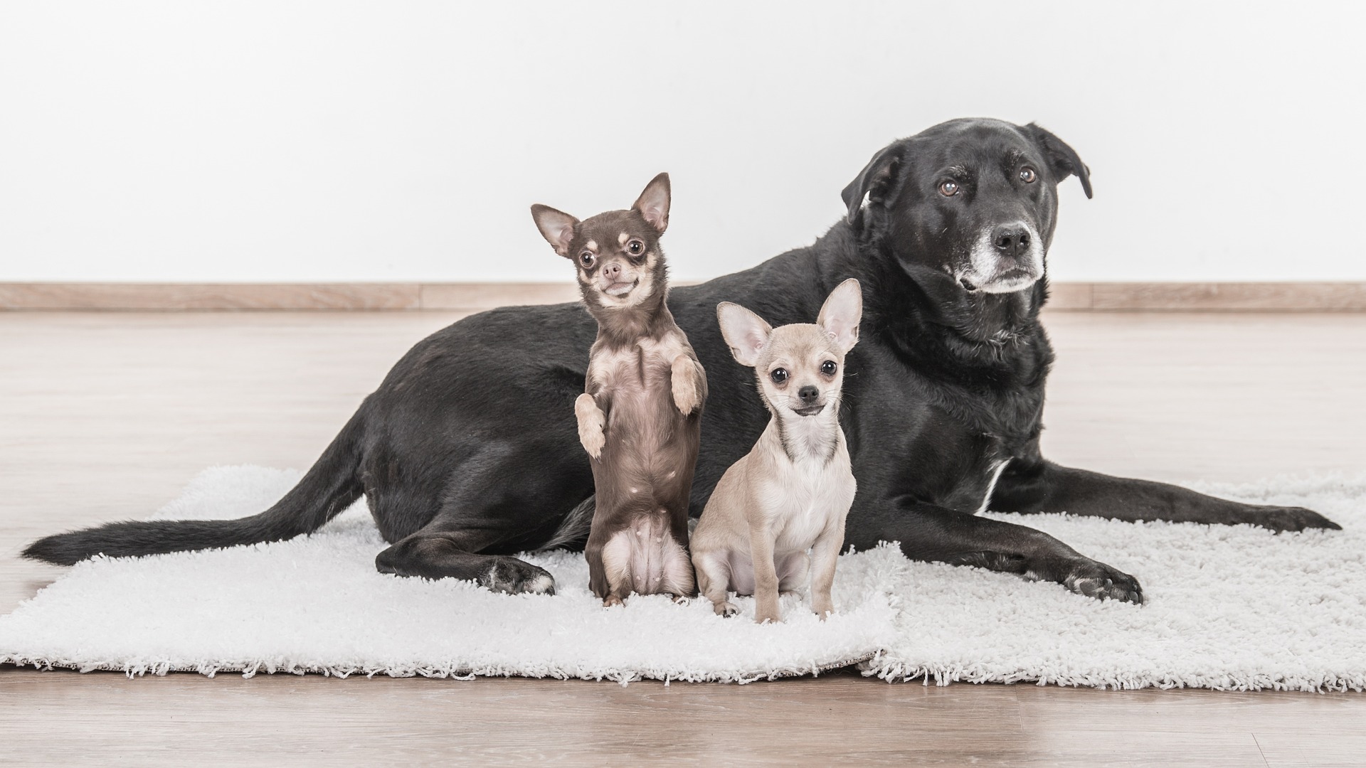 Media picture: Projecte de decret pel qual s’estableix la vacunació antiràbica obligatòria i altres mesures sanitàries bàsiques per als animals de companyia.