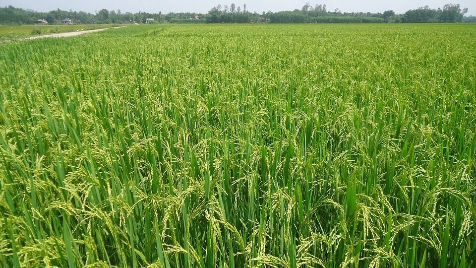 Media picture: Taula Sectorial Agrària de l&#39;Arròs