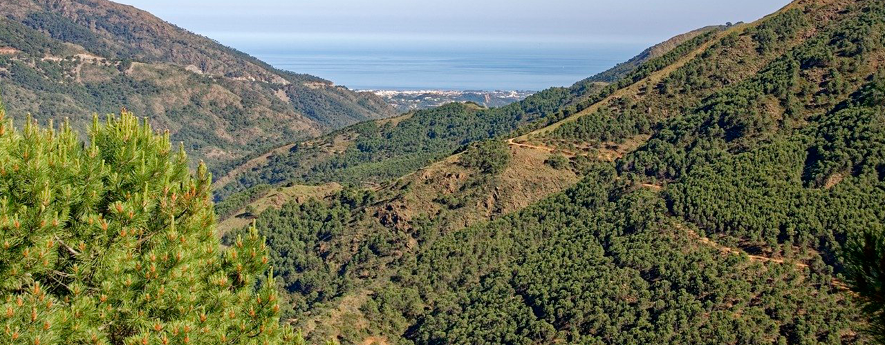 Media picture: Consulta pública prèvia sobre el Projecte de decret d’aprovació del Pla general de política forestal