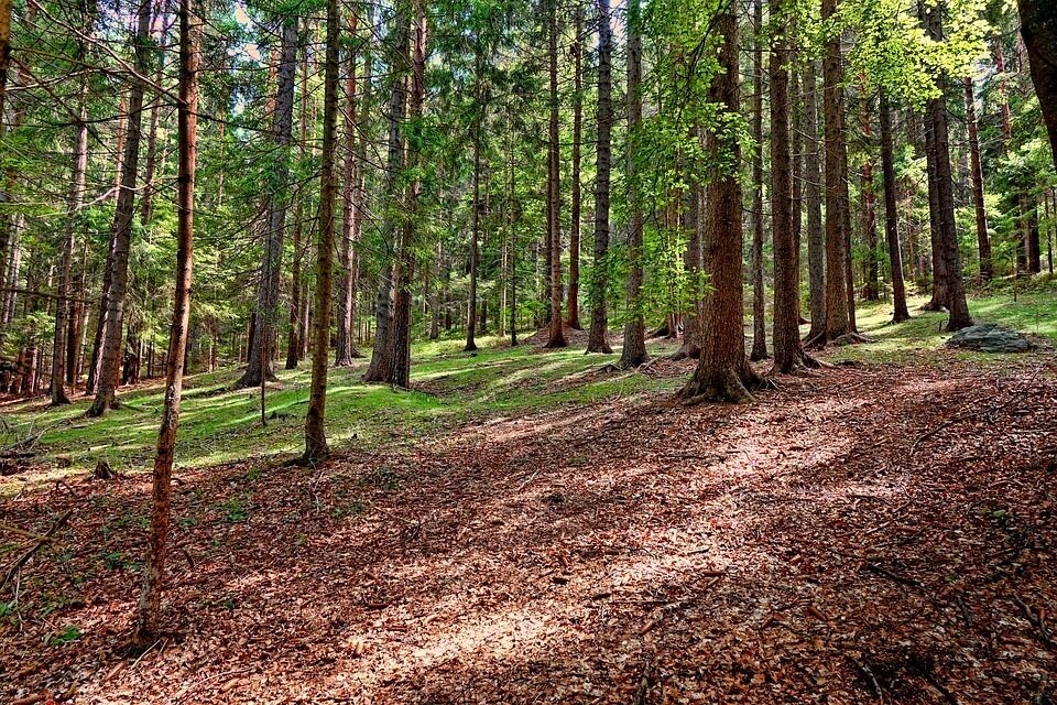 Imagen para los medios: Mesa Intersectorial Forestal