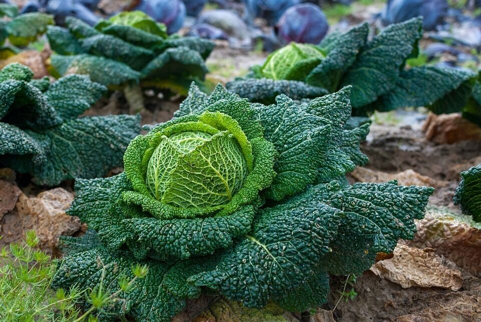 Media picture: Taula Sectorial Agrària de l&#39;Horta