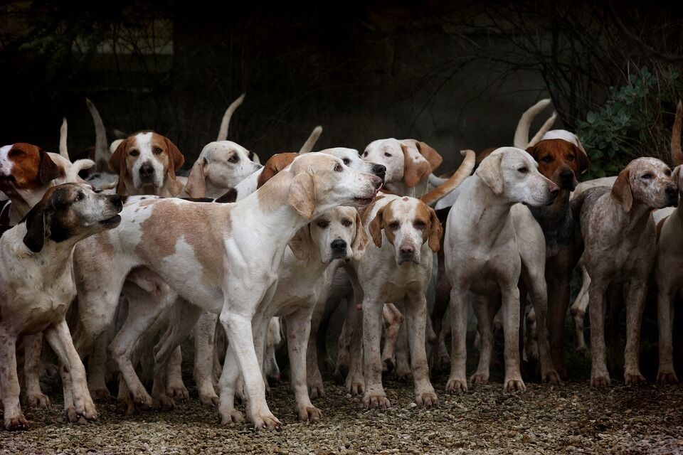 Imagen para los medios: Junta  Consultiva de la  Reserva Nacional de Caza  de Boumort