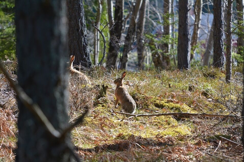 Imatge pels mitjans: Junta  Consultiva de la  Reserva Nacional de Caça  de Freser-Setcases