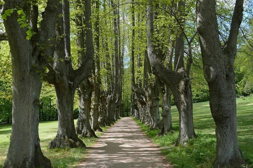 Media picture: Procés participatiu per a l&#39;elaboració del Pla estratègic sobre educació i voluntariat ambiental als Parcs Naturals