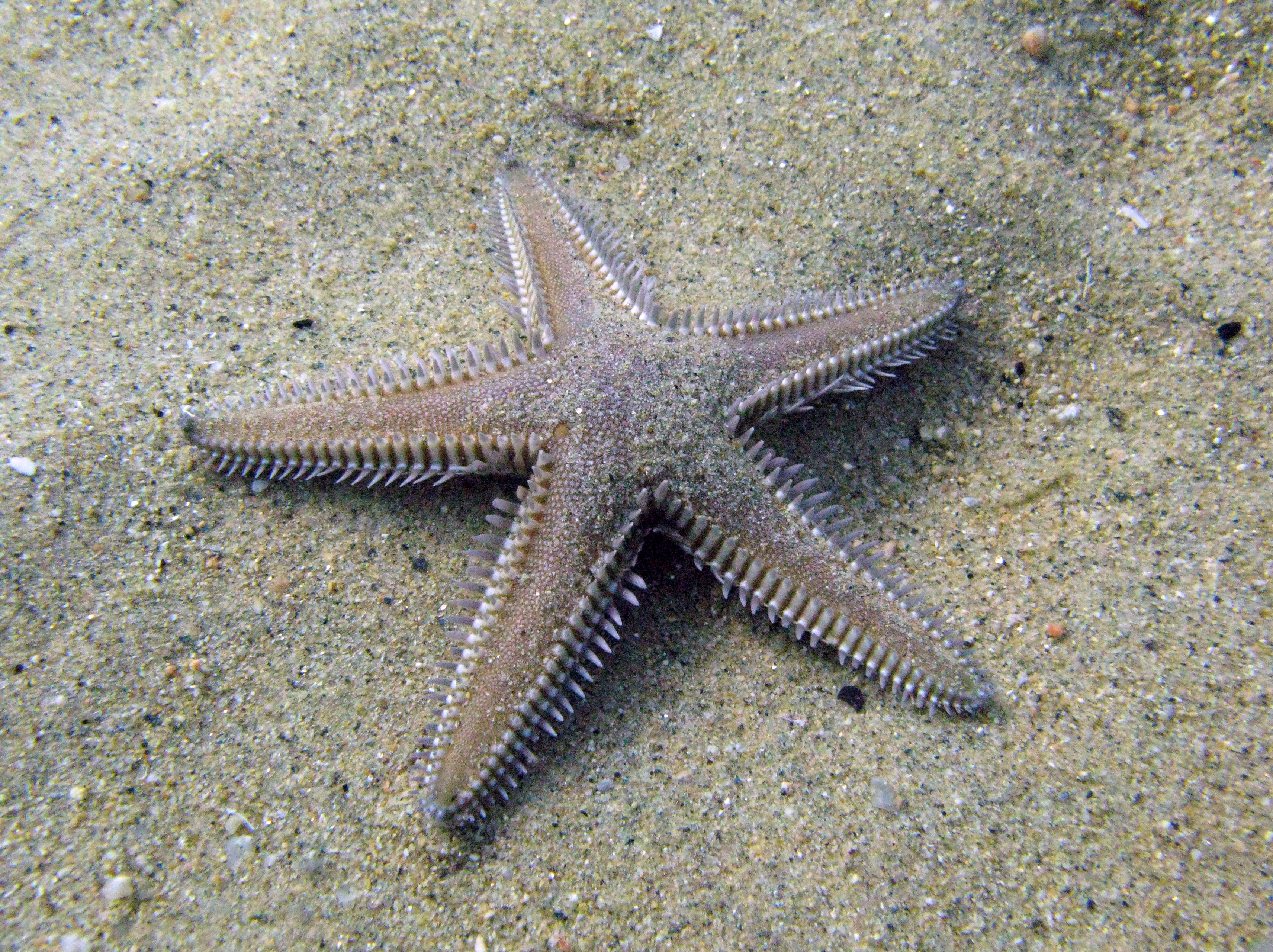 Imatge pels mitjans: Pla Estratègic del Parc Natural del Montgrí, les Illes Medes i el Baix Ter