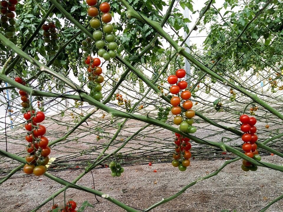 Imatge pels mitjans: Taula Sectoriala Agrària de la Produccion Agrària Ecologica